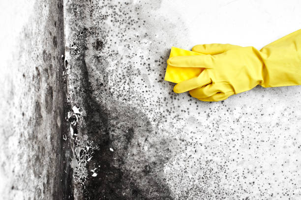 Best DIY Mold Remediation Support Services in Kewanee, IL