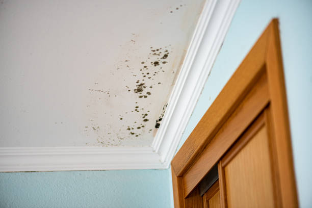 Best Bathroom Mold Remediation in Kewanee, IL