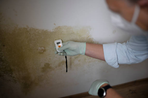 Best Mold Testing and Inspection Services in Kewanee, IL