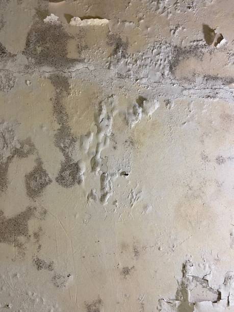 Best Health and Safety Mold Remediation in Kewanee, IL