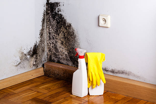 Best Kitchen Mold Remediation in Kewanee, IL