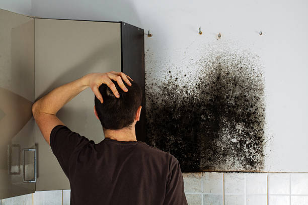 Best Emergency Mold Remediation in Kewanee, IL